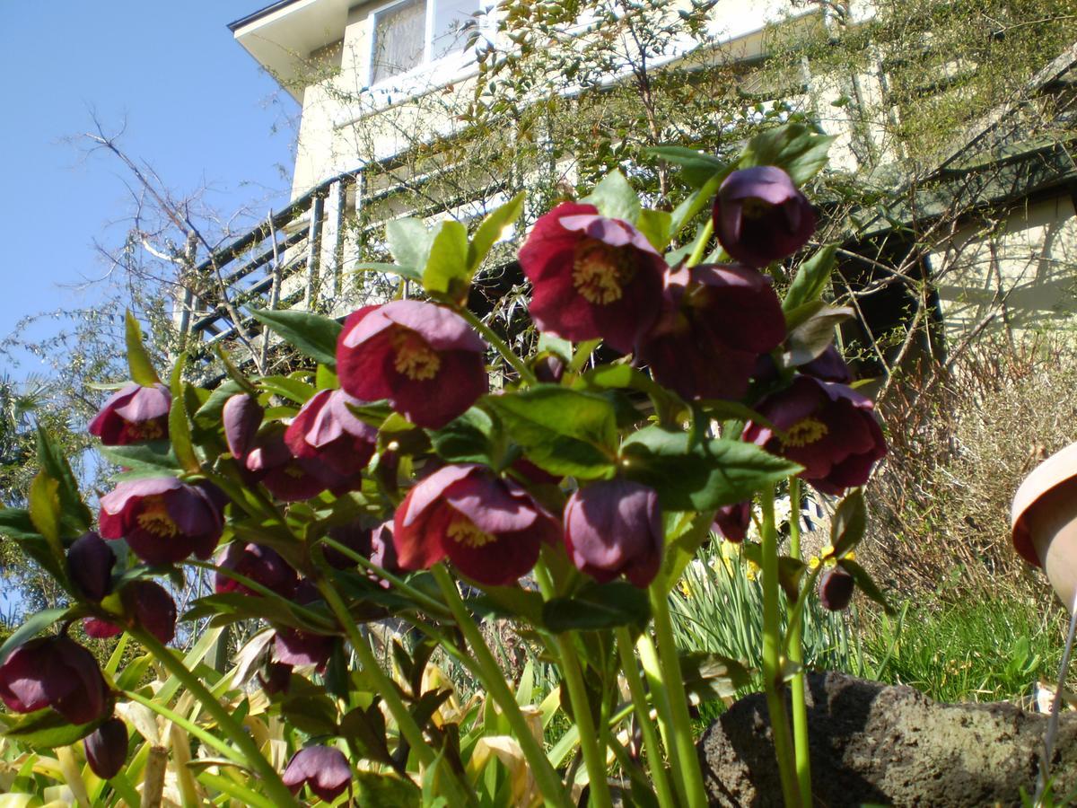 Chiisana Hotel Hanaikada Ito  Dış mekan fotoğraf